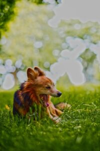 Robbie liegt entspannt im grünen Gras und gähnt im warmen Sonnenlicht.
