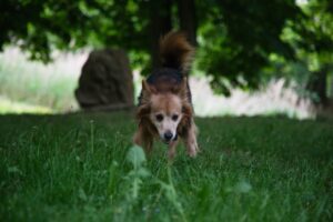 Robbie läuft aufmerksam durch das Gras direkt auf die Kamera zu.