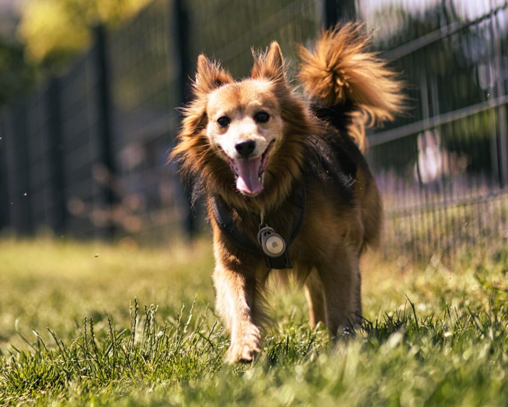 Robbie läuft fröhlich durch den Hundepark direkt auf die Kamera zu.